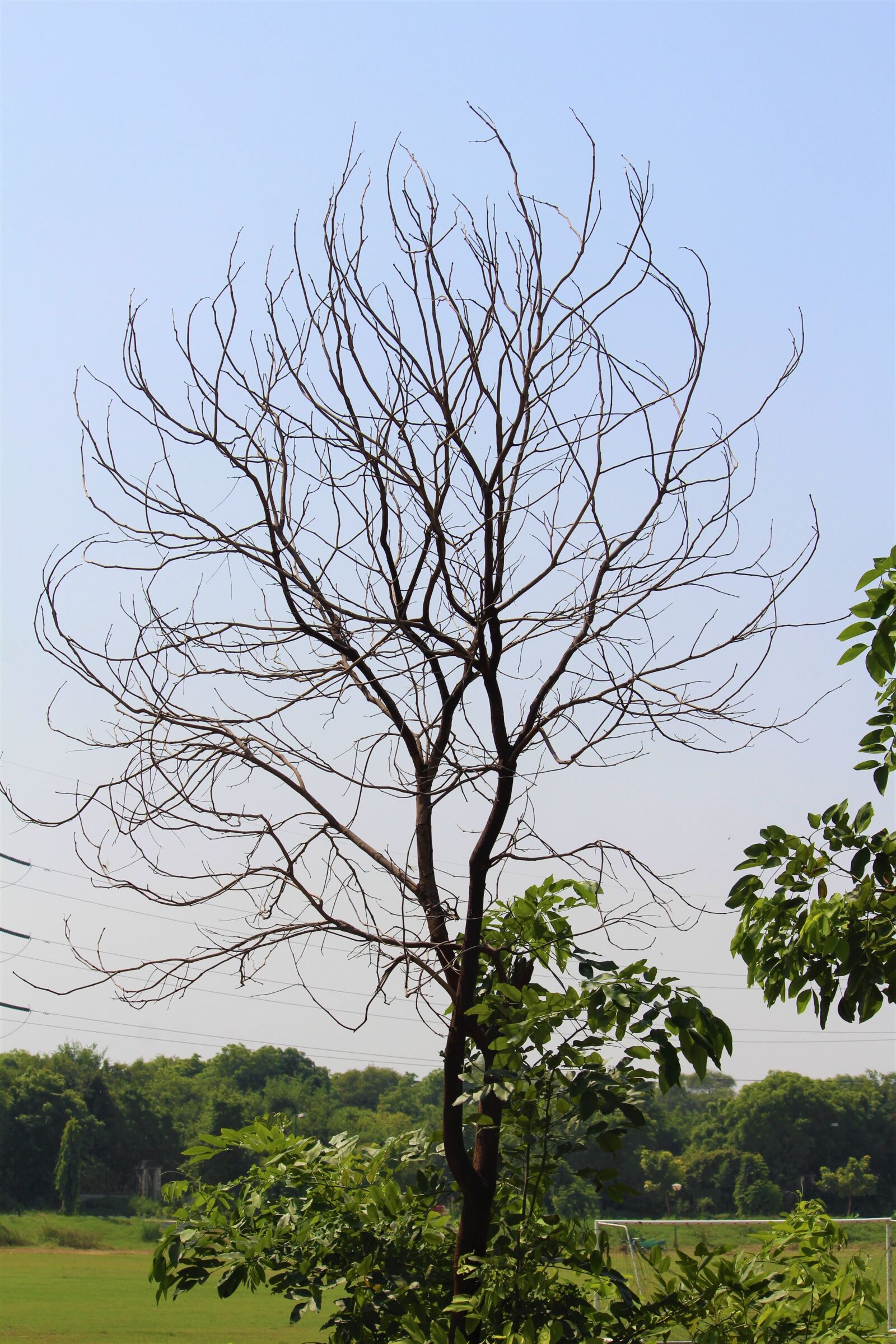 Canon EOS 1200D (EOS Rebel T5 / EOS Kiss X70 / EOS Hi) sample photo. Tree, autumn, branches photography