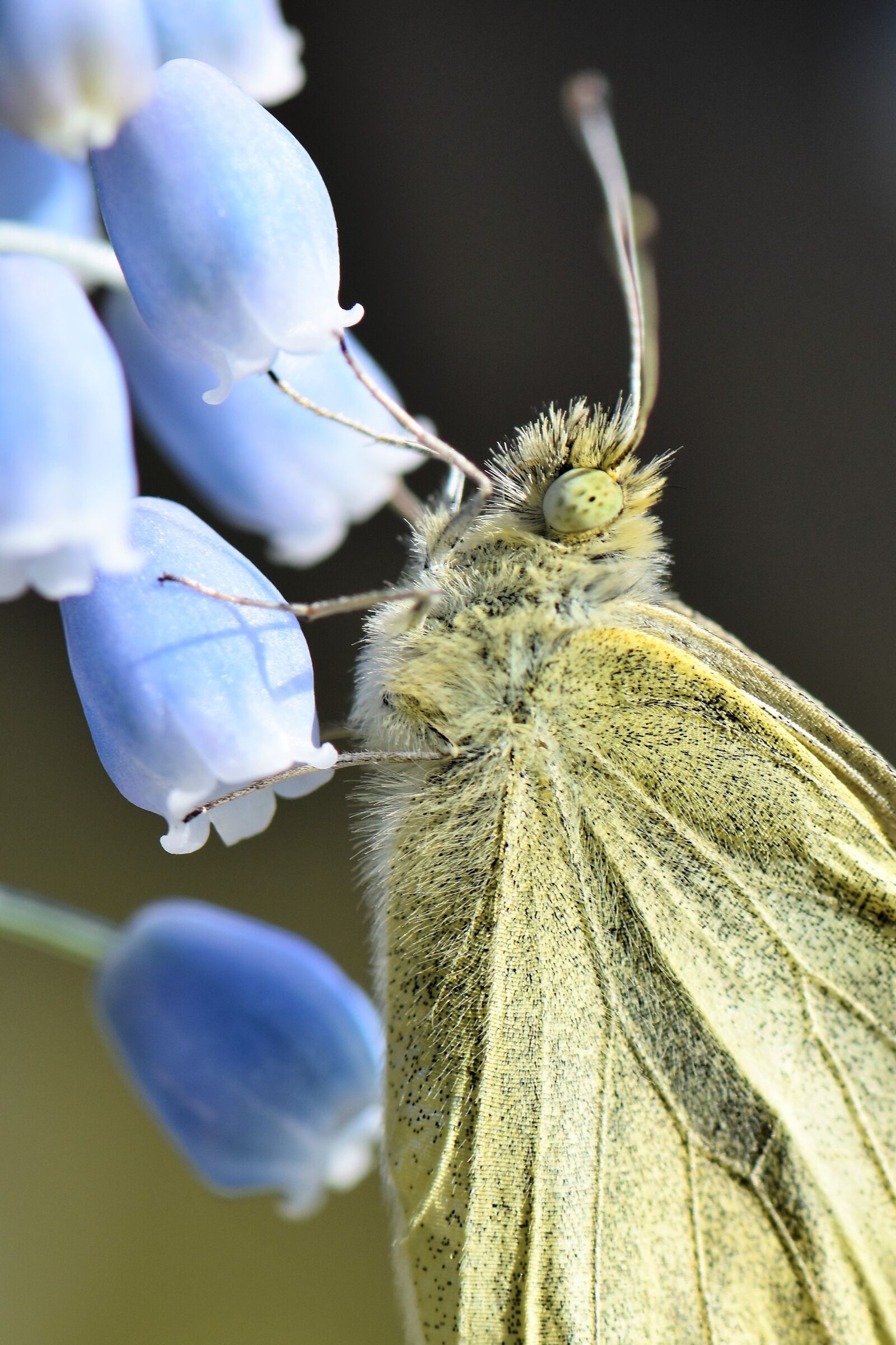 Nikon D5500 sample photo. Butterfly, gonepteryx rhamni, animal photography