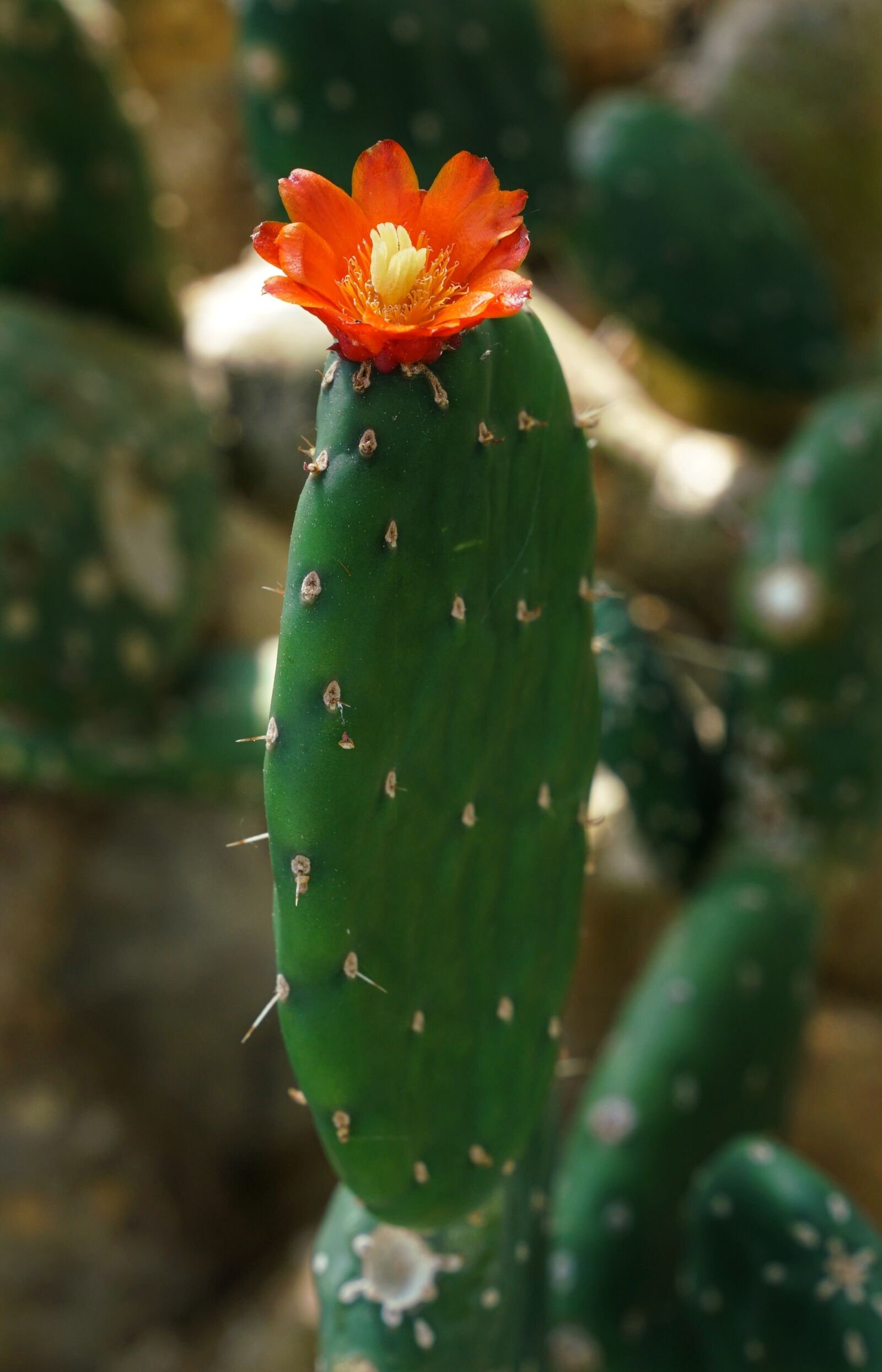 Sony a7R II + Sony FE 24-70mm F2.8 GM sample photo. Cactus, flower, red photography