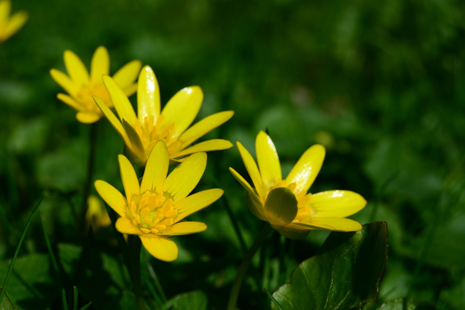 Nikon D5200 sample photo. Flower, garden, bloom photography