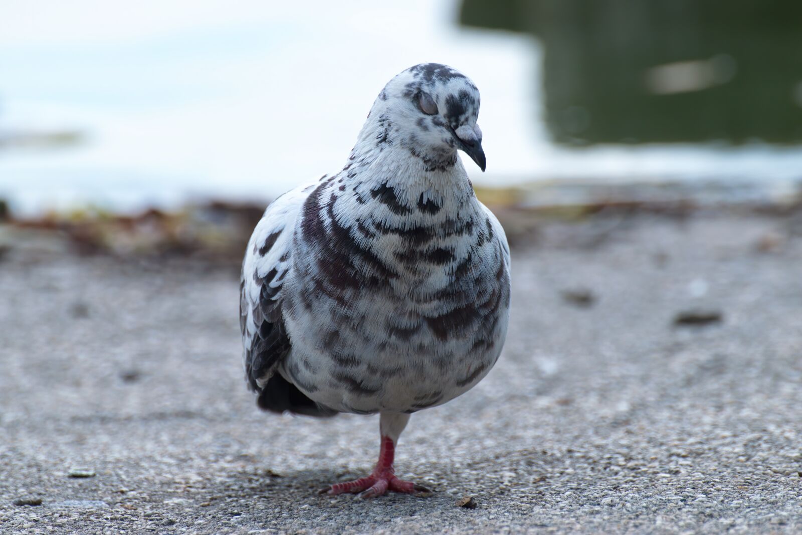 Nikon D5300 sample photo. Bird, dove, they photography