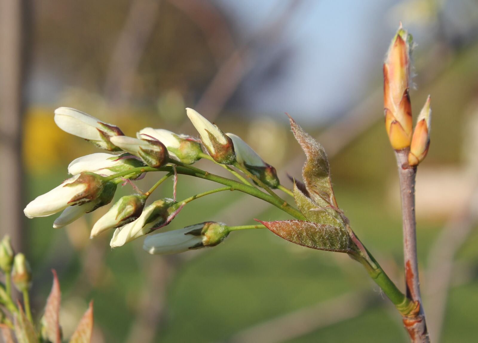 Canon EOS 60D sample photo. Nature, plant, growth photography