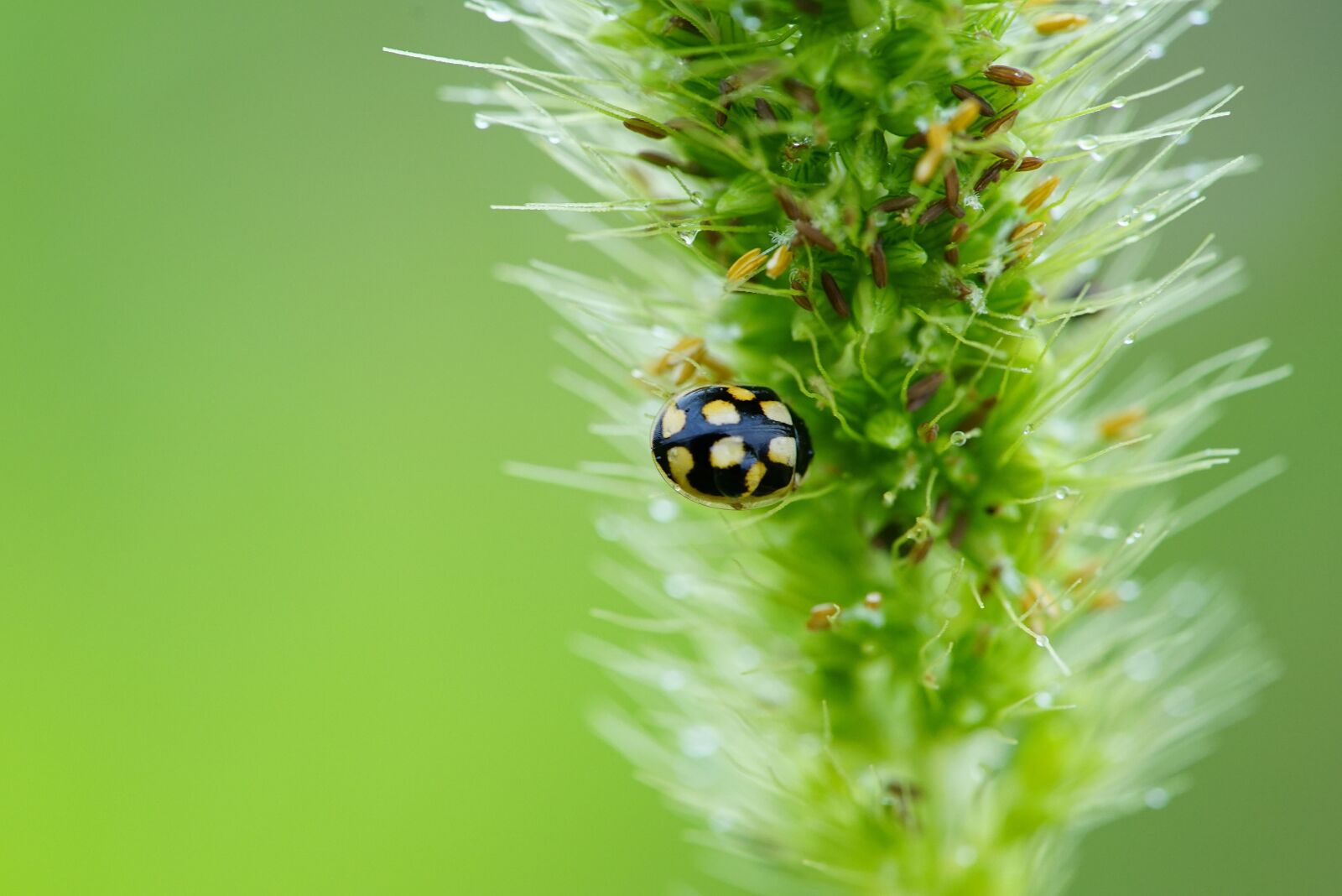 Sony a7R + Sony FE 90mm F2.8 Macro G OSS sample photo. Ladybug, insect, butterfly photography