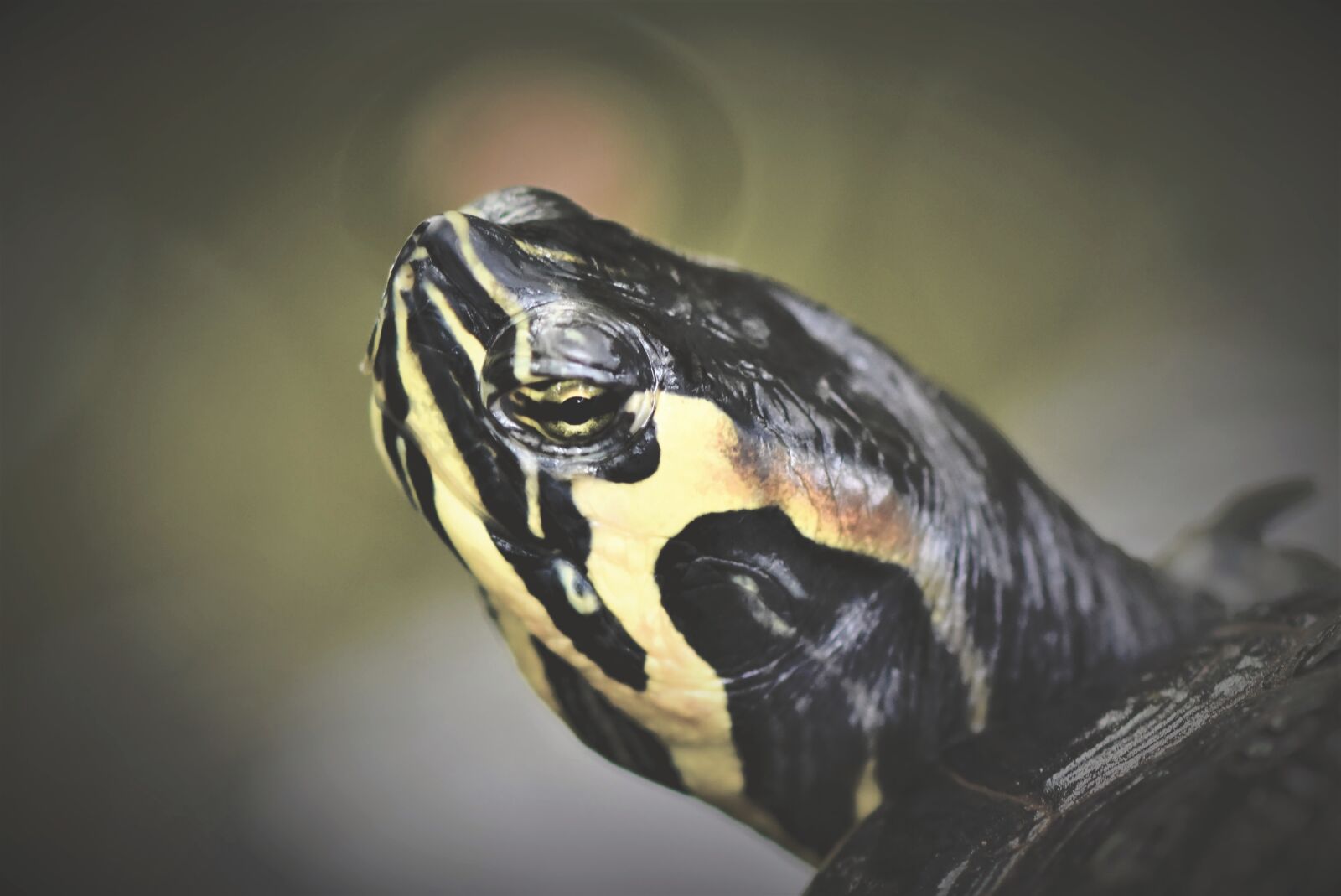 Nikon D7200 sample photo. Turtle, water turtle, reptile photography