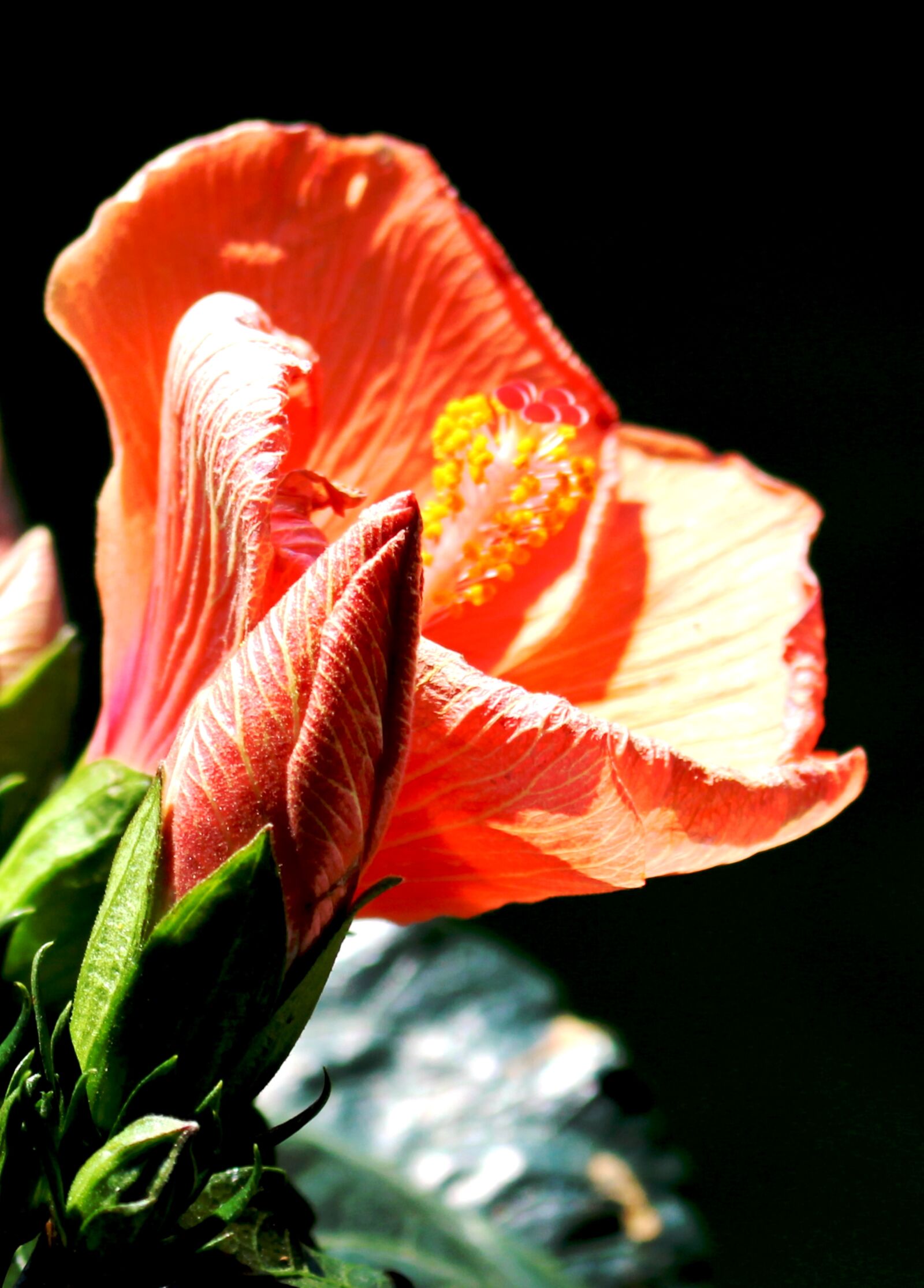 Canon EOS 700D (EOS Rebel T5i / EOS Kiss X7i) sample photo. Flower, flowers, hibiscus photography