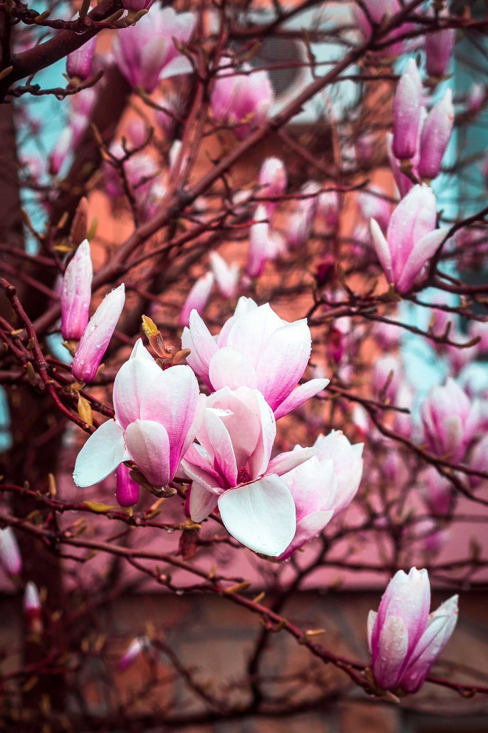 Canon EF 50mm F1.8 II sample photo. Magnolia, bloom, spring photography