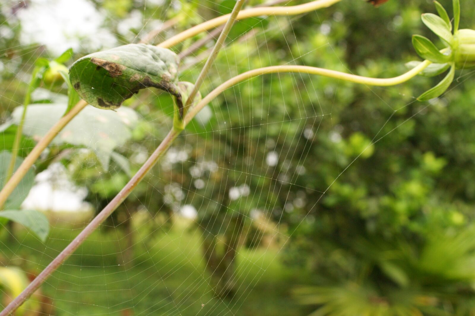Sony Alpha DSLR-A390 sample photo. Nature, the, field photography