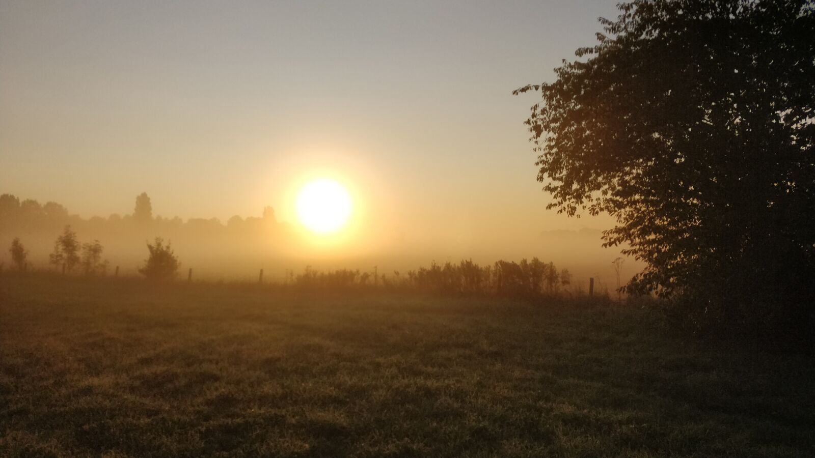 OnePlus 5 sample photo. Pasture, morning, sun photography