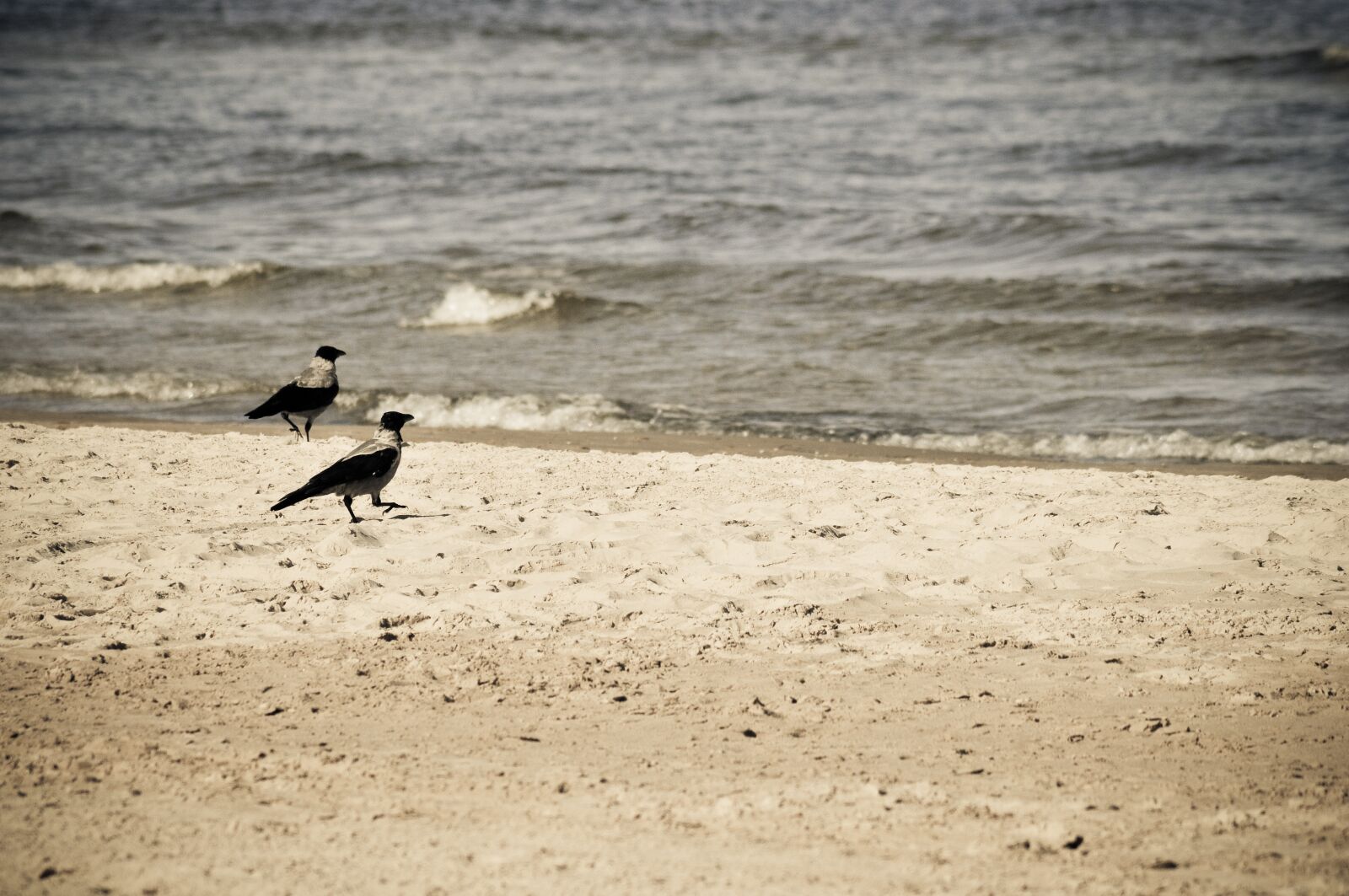 Nikon D300 sample photo. Latvia, jurmala, beach photography