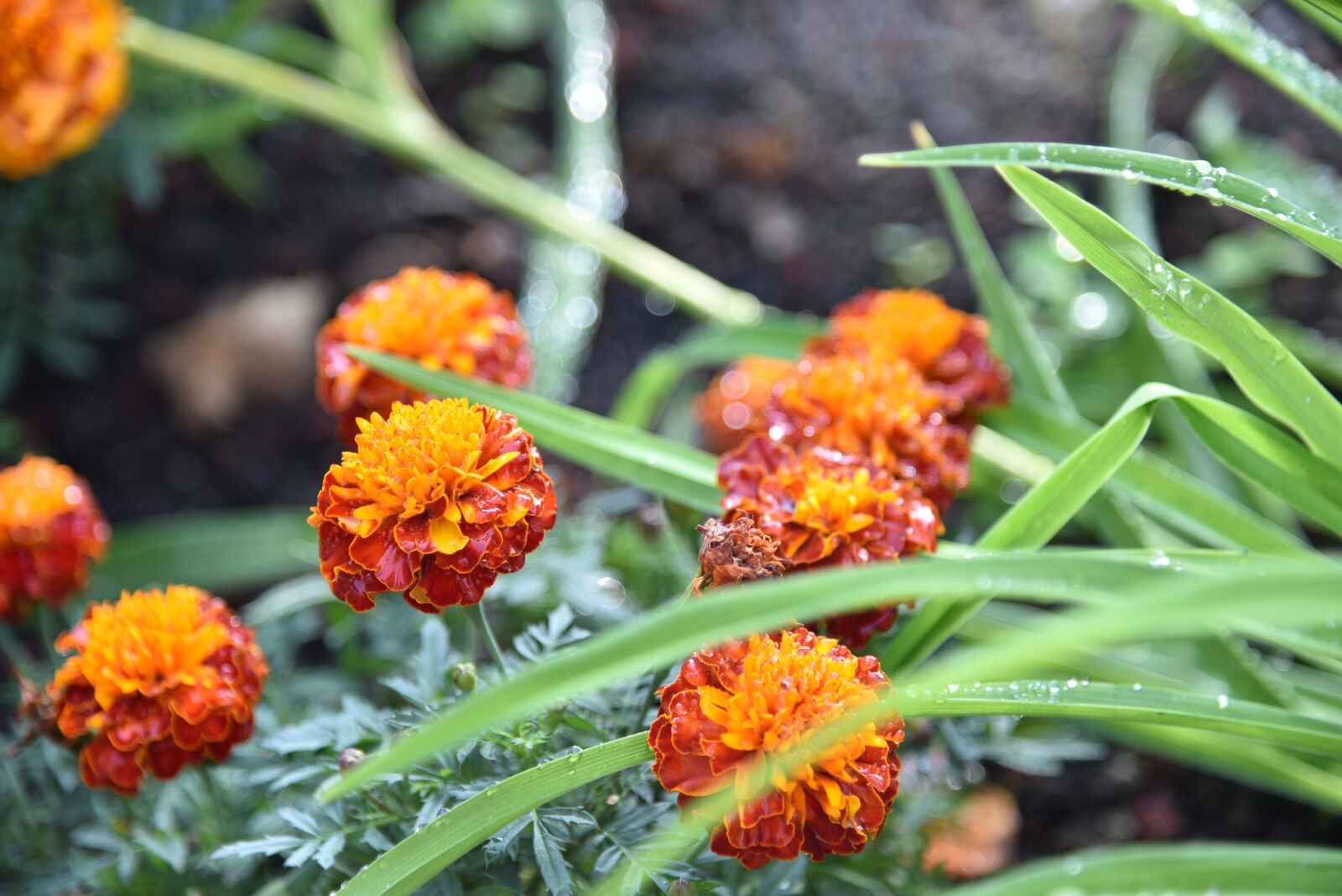 Nikon D750 sample photo. Flowers, nature, flower photography