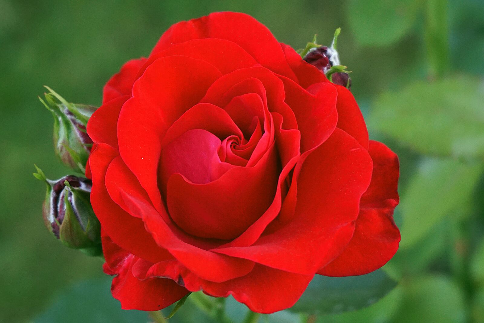 Sony a6000 sample photo. Rose red, flower, donuts photography