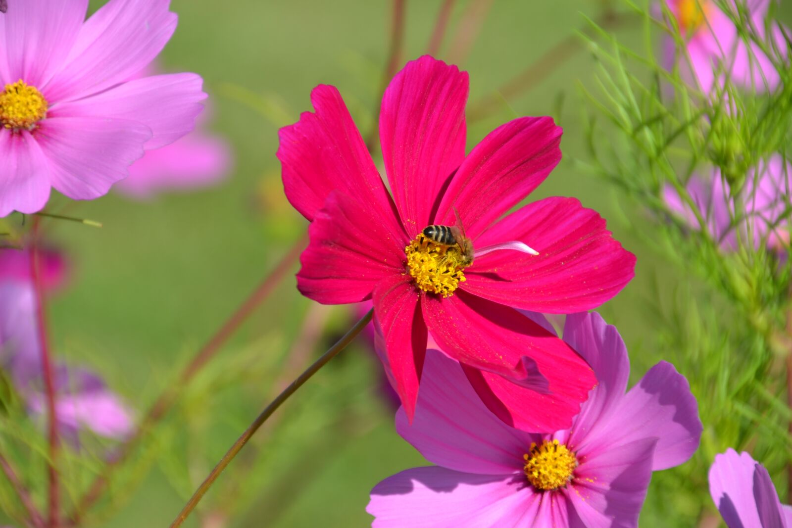 Nikon D3100 sample photo. Flowers, flower meadow, cosmea photography