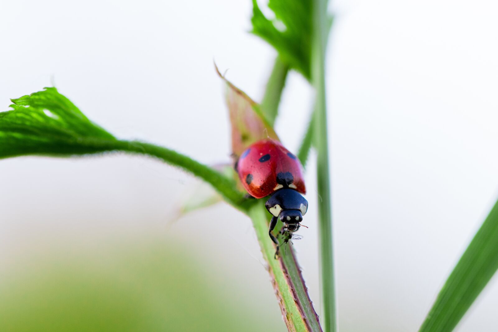 Canon EOS 6D Mark II sample photo. Ladybug, predator, polka dots photography