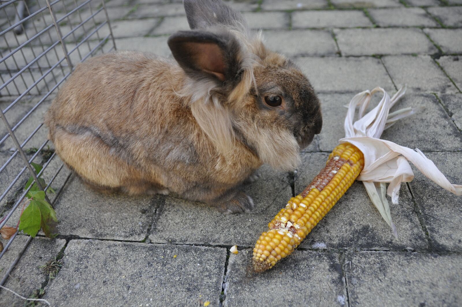 Nikon D90 sample photo. Rabbit, corn, vegetables photography