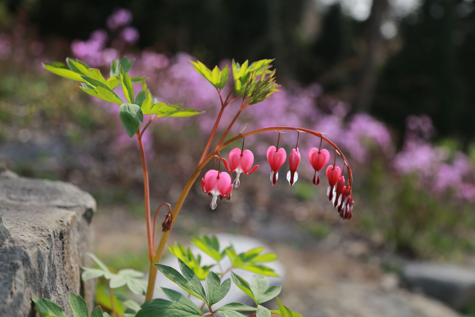 Canon EOS 6D + Canon EF 24-105mm F4L IS USM sample photo. Bleeding heart, flowers, petal photography