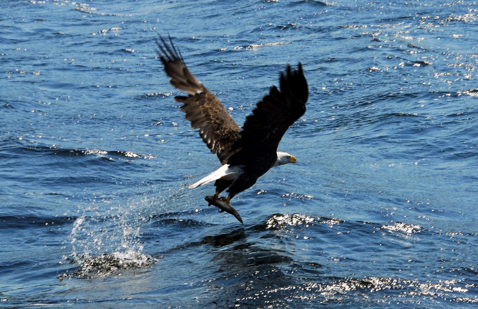 Nikon D200 sample photo. Eagle, fish, bird photography