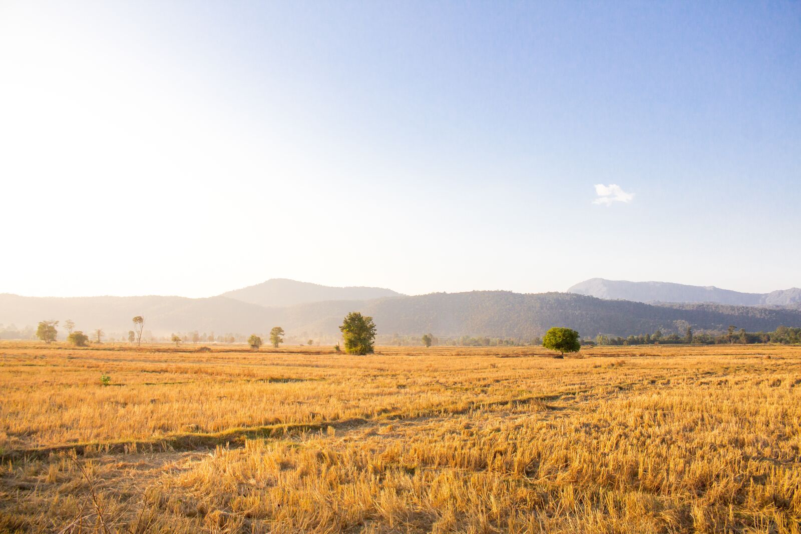 Canon EOS 700D (EOS Rebel T5i / EOS Kiss X7i) sample photo. Cornfield, chat trakan, thailand photography