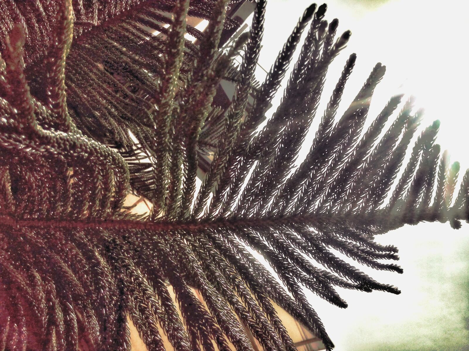 Micromax Canvas Spark sample photo. Branch, flora, foliage, golden photography