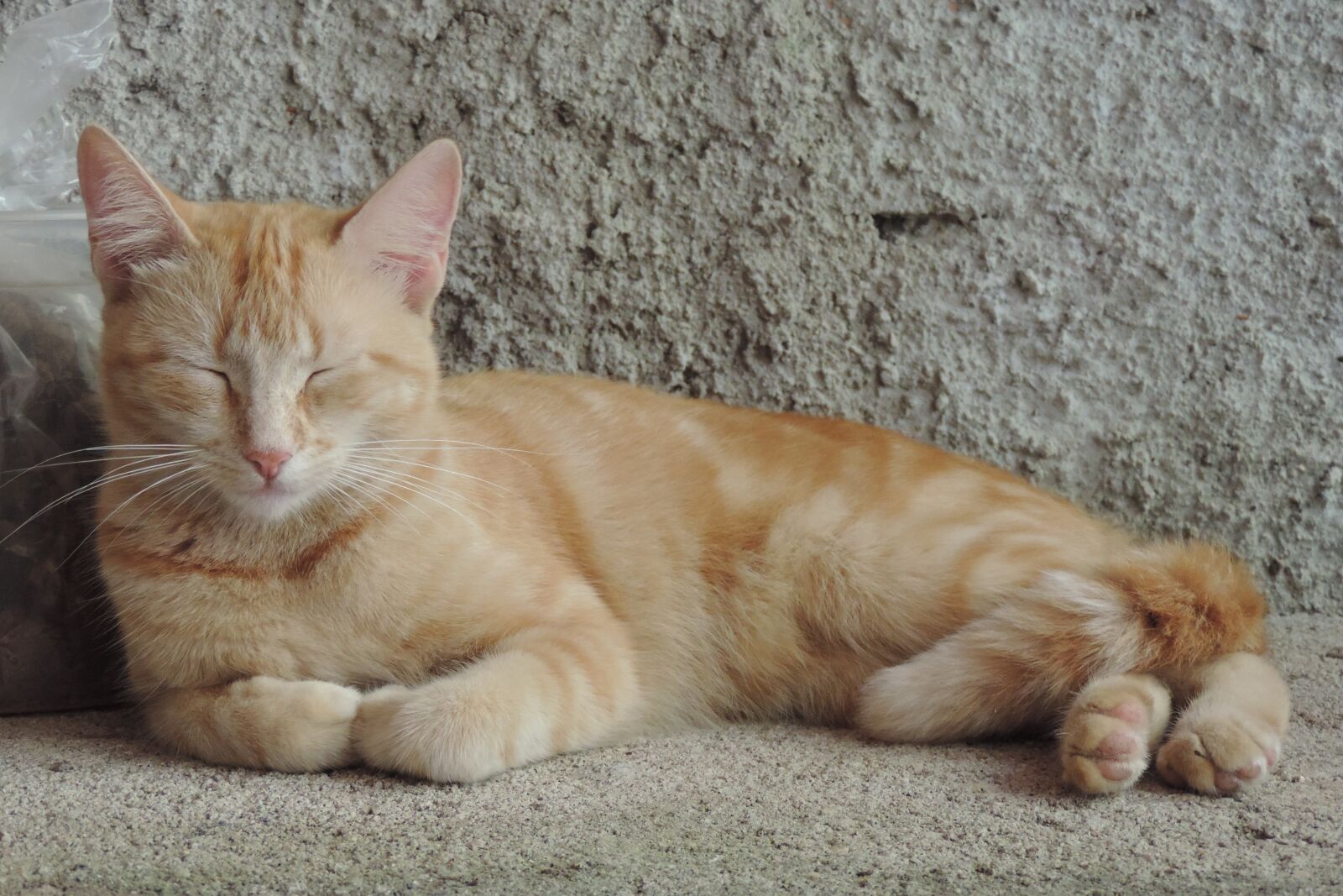 Nikon Coolpix P520 sample photo. Gata, cat, animal photography