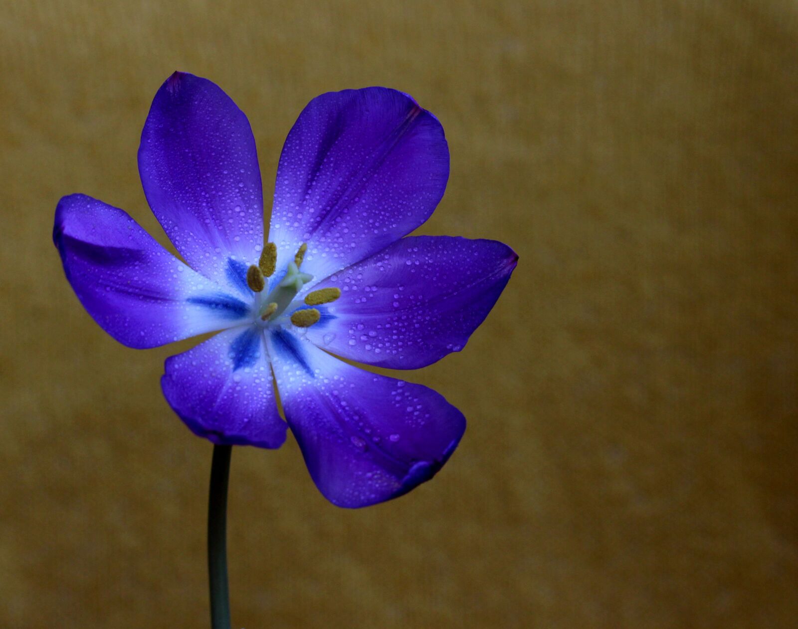 Canon EF-S 60mm F2.8 Macro USM sample photo. Tulip, mov, flower photography