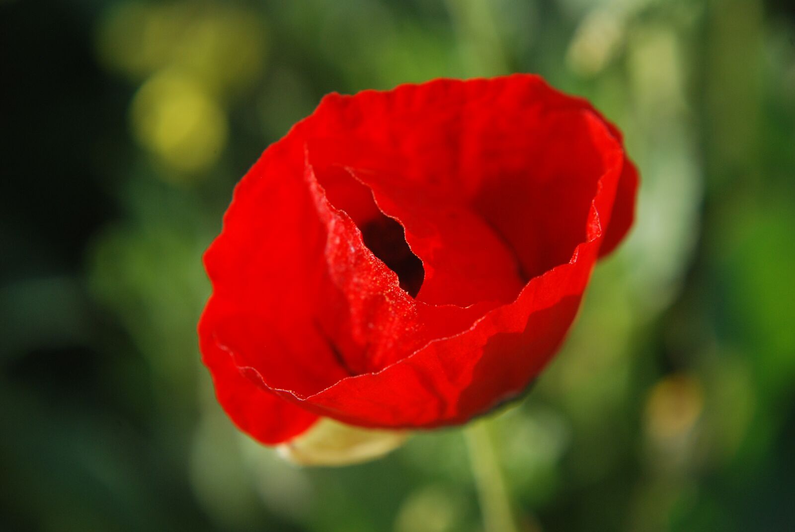 Nikon D80 sample photo. Red flower, red, flower photography