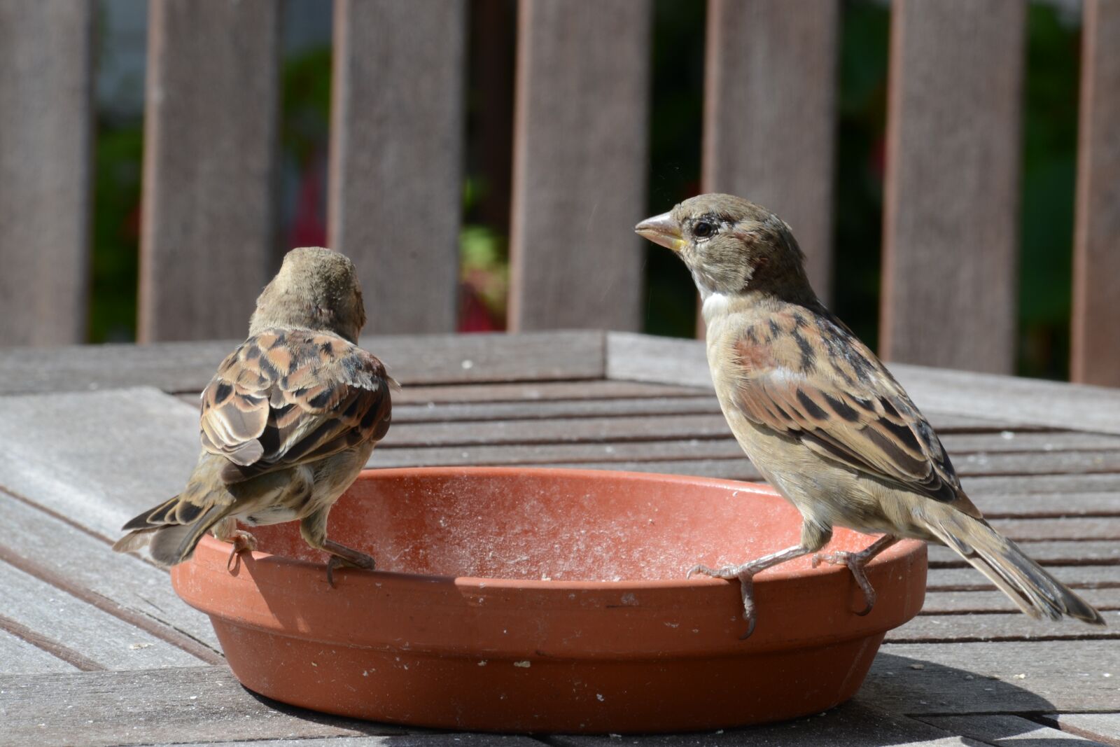 Nikon D3100 sample photo. Sparrows, bird, food photography