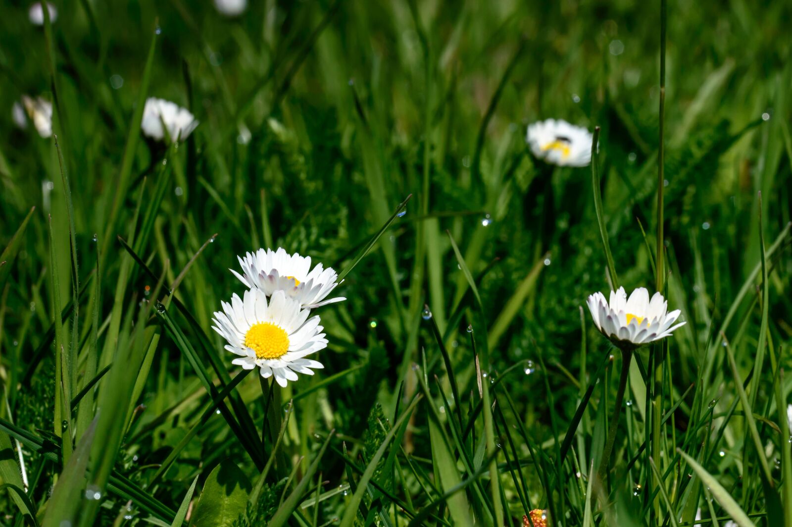 Nikon D3200 + Tamron SP AF 60mm F2 Di II LD IF Macro sample photo. Spring, daisy, white photography