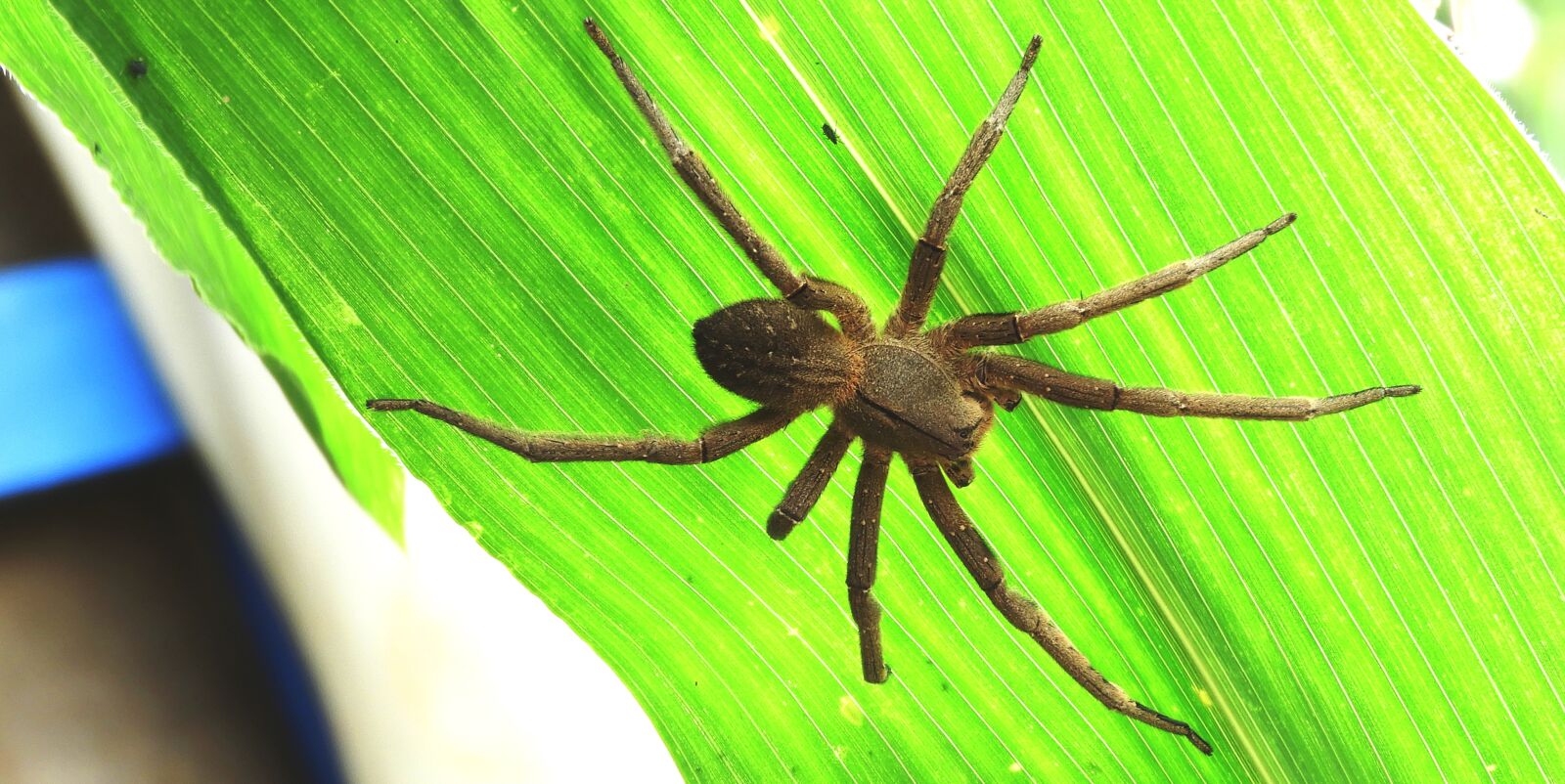 Nikon Coolpix B700 sample photo. Insect, spider, macro photography