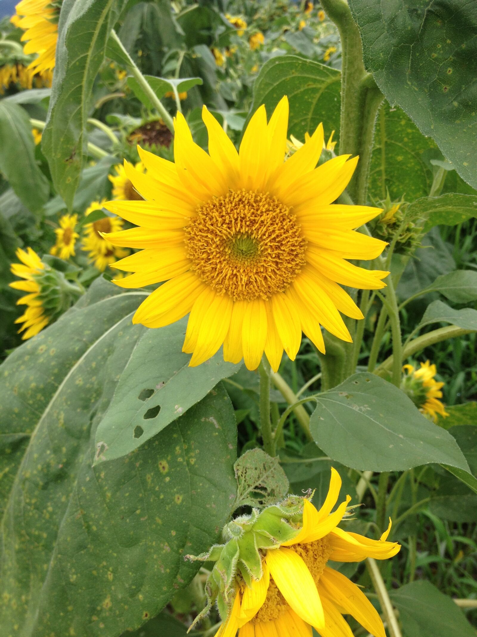 iPhone 4S back camera 4.28mm f/2.4 sample photo. Nature, flowers, sunflower photography