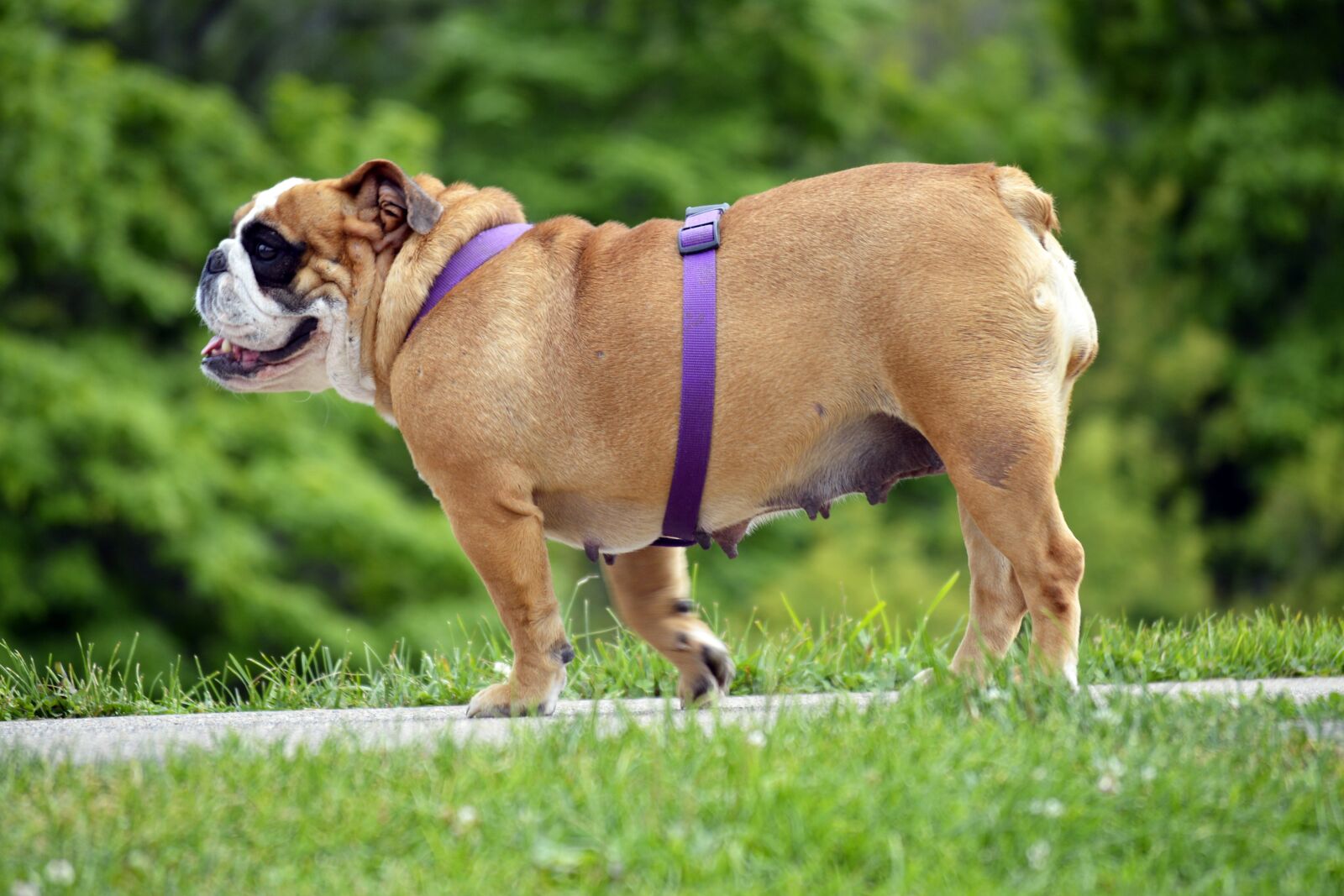 Nikon D3200 sample photo. English bulldog, english, bulldog photography