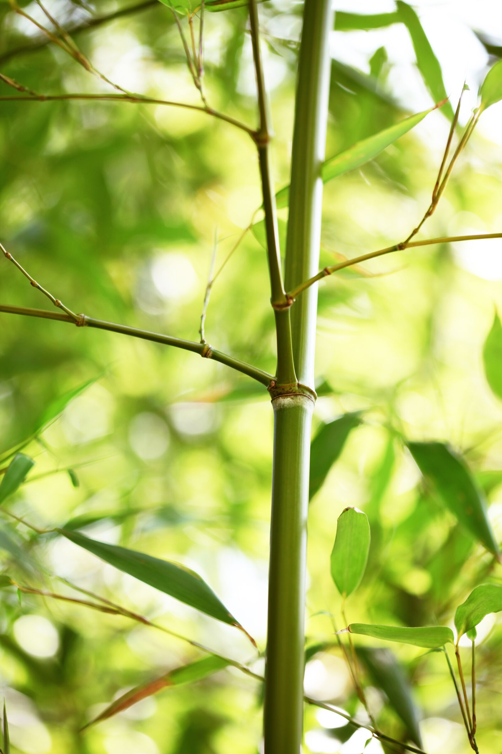Canon EOS 5D Mark II sample photo. Green, bamboo, zen photography