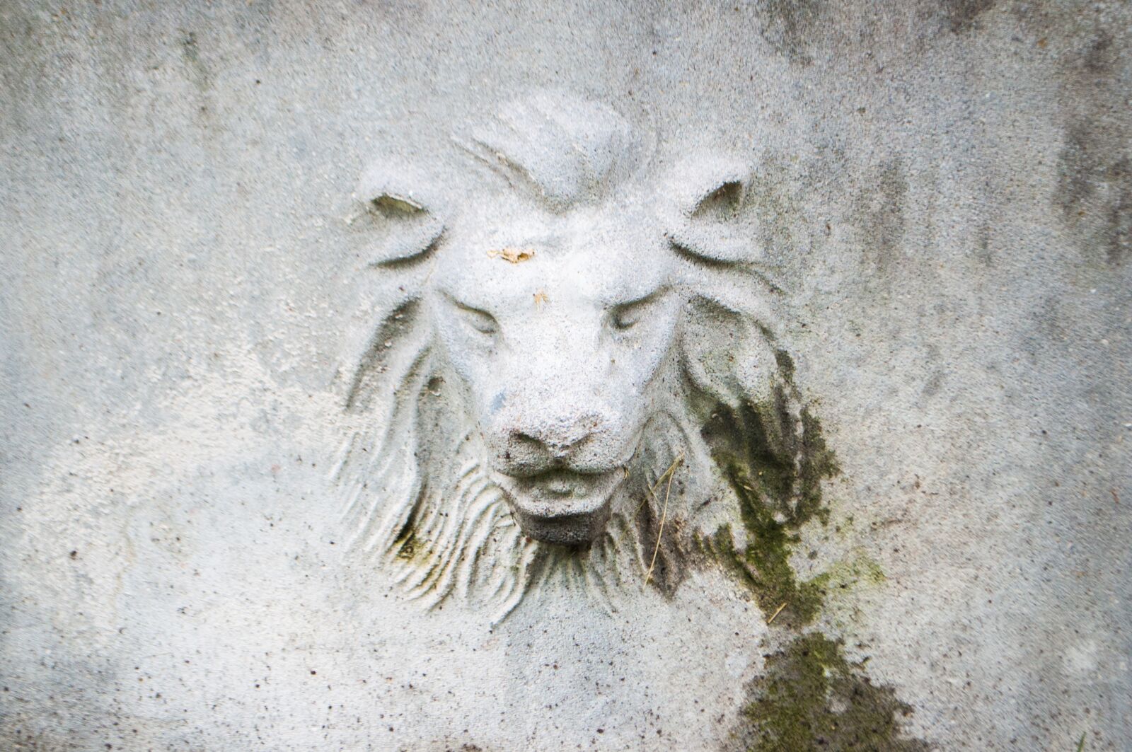 Nikon D5000 sample photo. Lion, building, wall photography