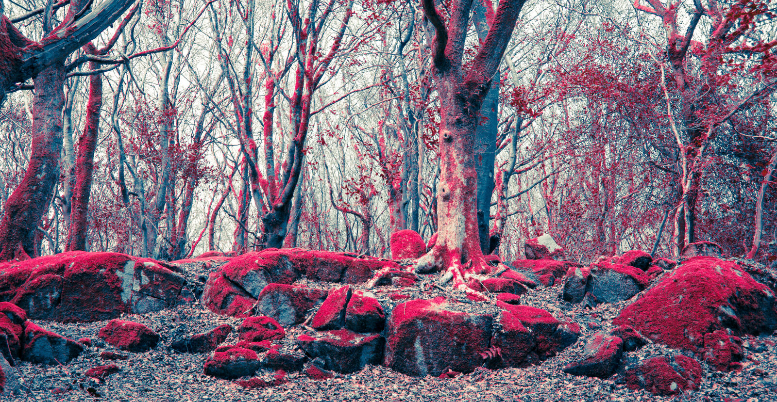 Nikon D3200 sample photo. Barna, crimson, forest, galway photography