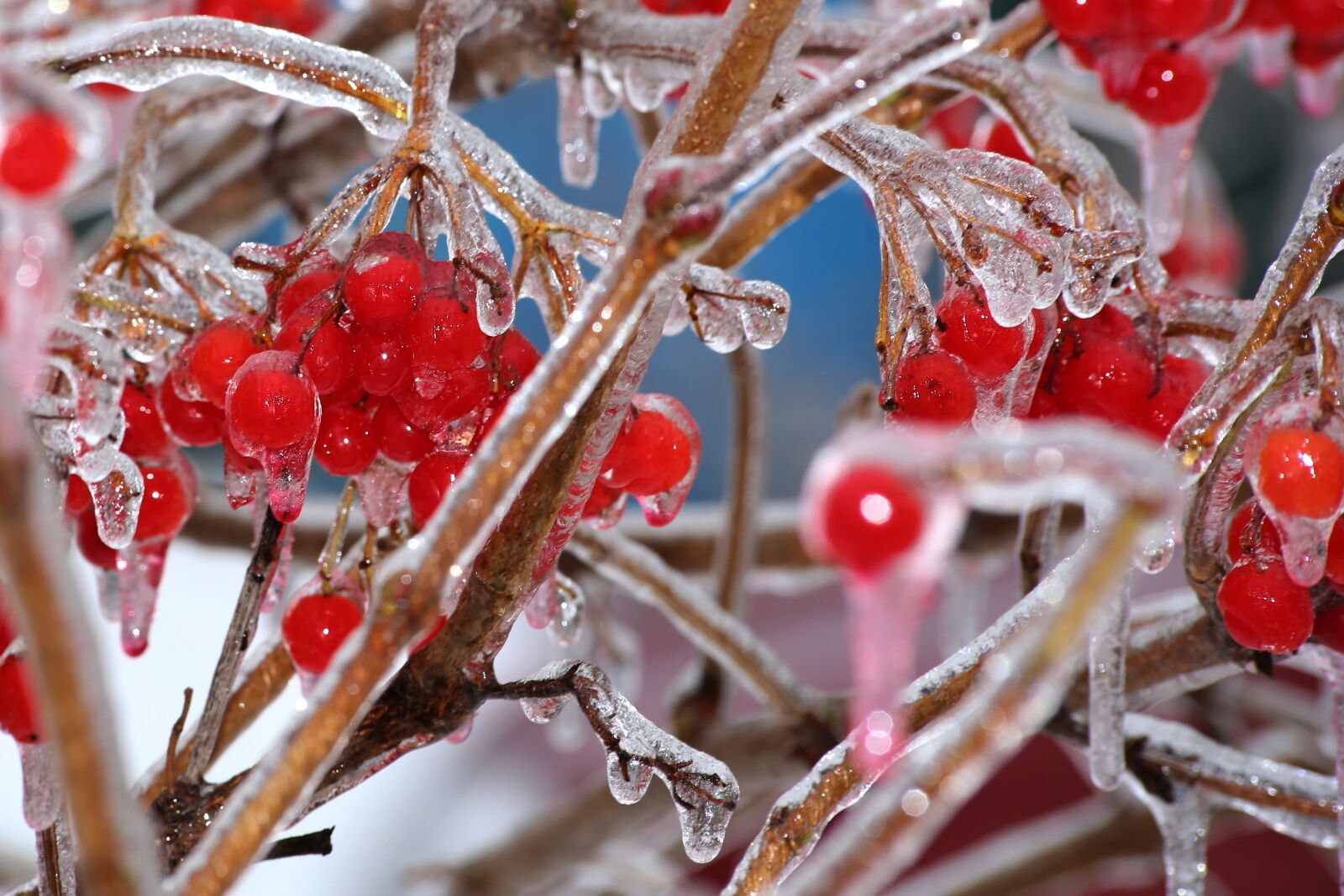 Canon EOS 6D sample photo. Fruit, berry, nature photography