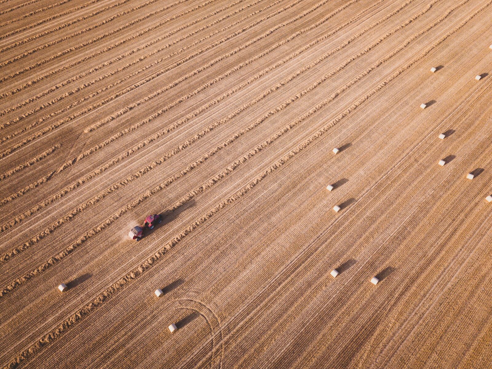 DJI FC220 sample photo. Grass, autumn, dry photography