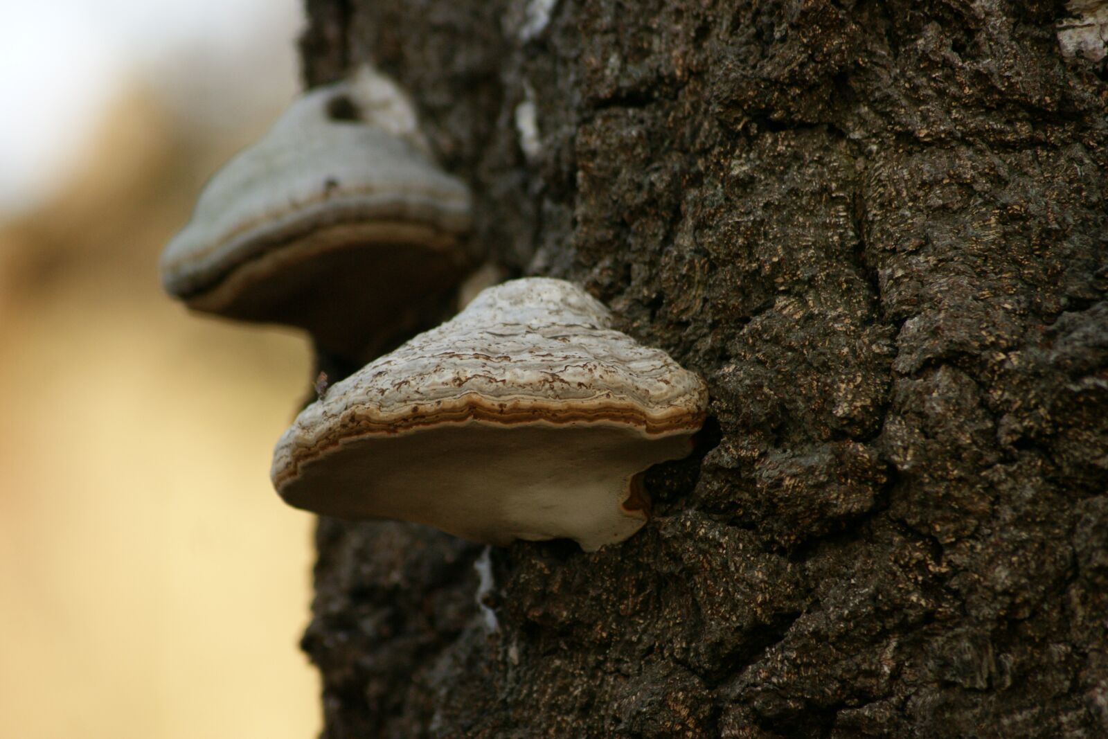 Sony Alpha DSLR-A390 sample photo. Mold, tree, forest photography