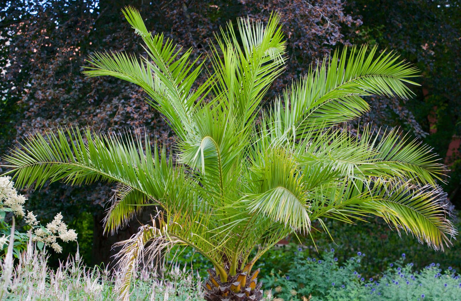 Canon EOS 5D Mark III sample photo. Palm, garden, nature photography