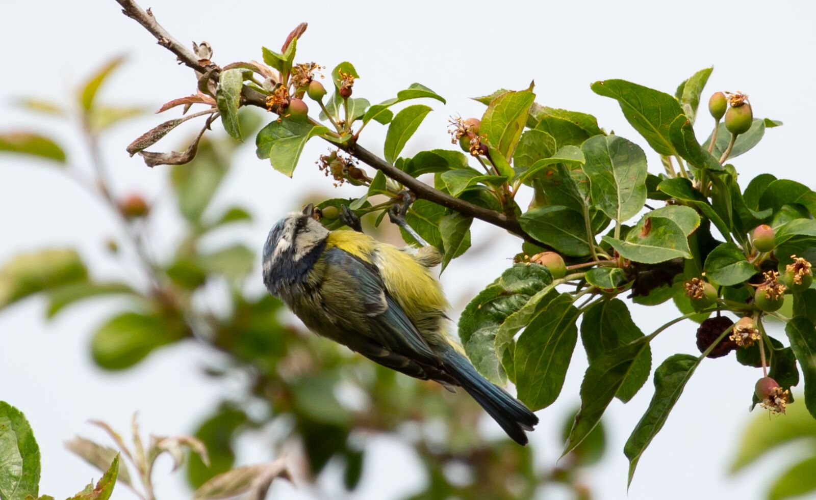 Canon EOS 5D Mark III sample photo. Blue tit, perched tit photography