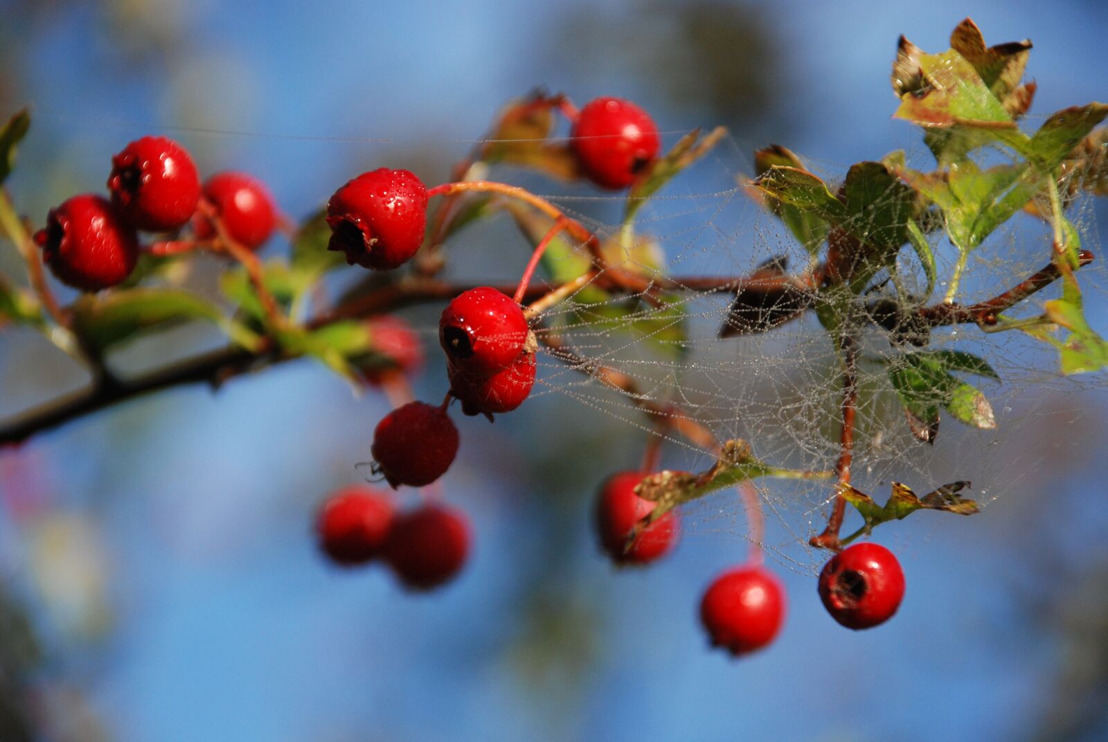 Nikon D80 sample photo. Berry, ripe, natural photography