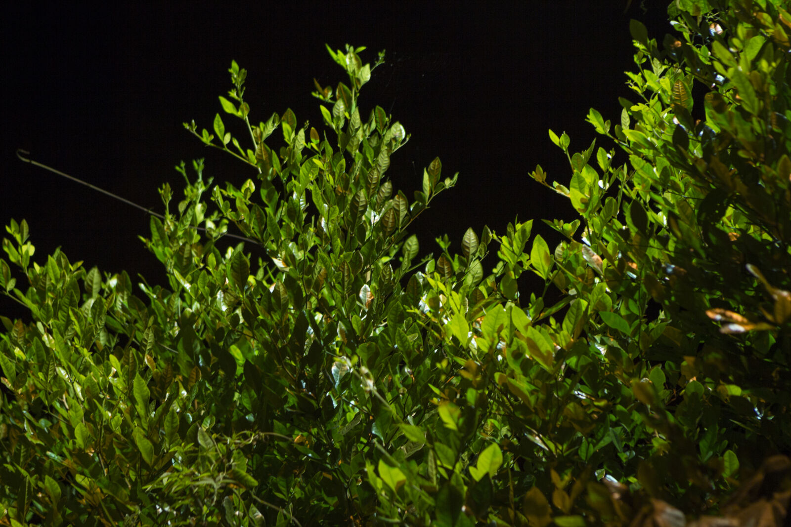 Canon EOS 60D + Canon EF 24-70mm F2.8L USM sample photo. Leaves, nature, night photography