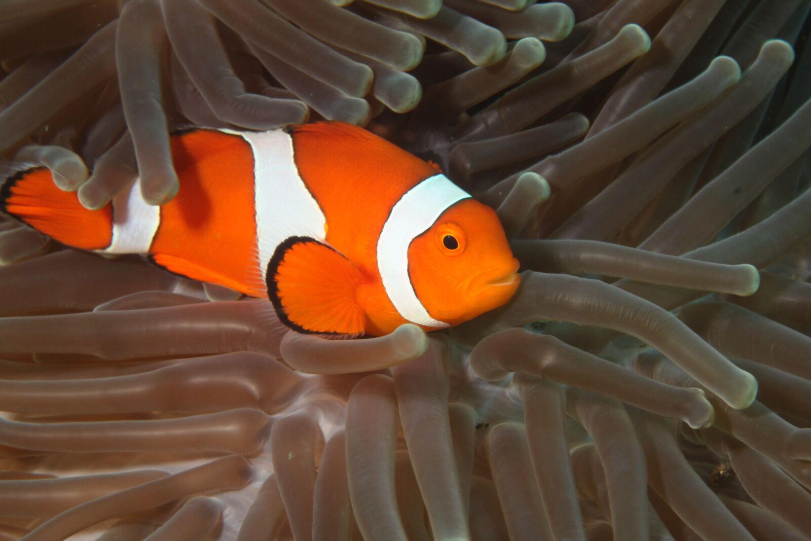 Canon EOS 500D (EOS Rebel T1i / EOS Kiss X3) sample photo. Underwater, fish, diving photography