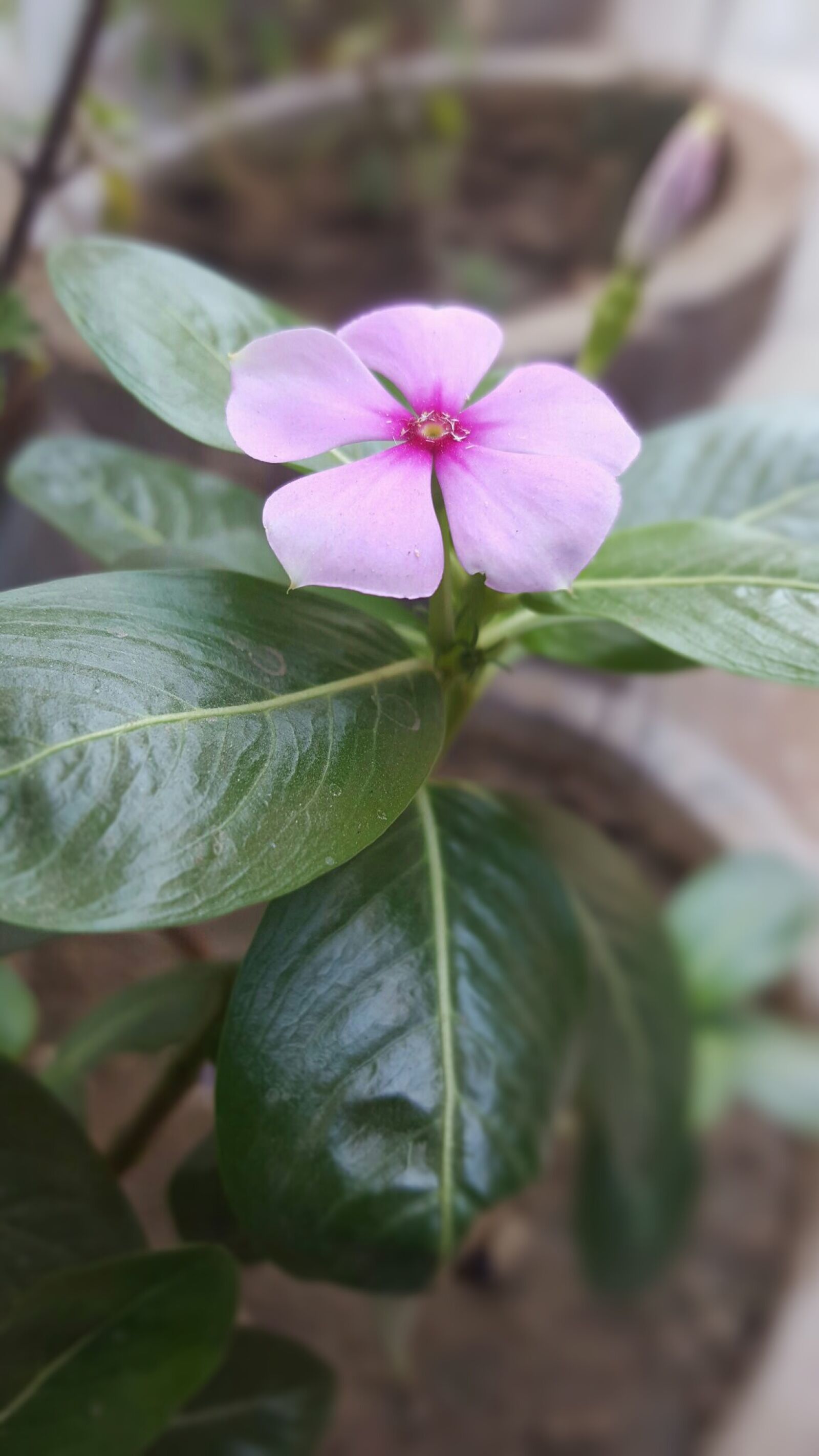 Samsung Galaxy S6 sample photo. Beautiful, flowers photography