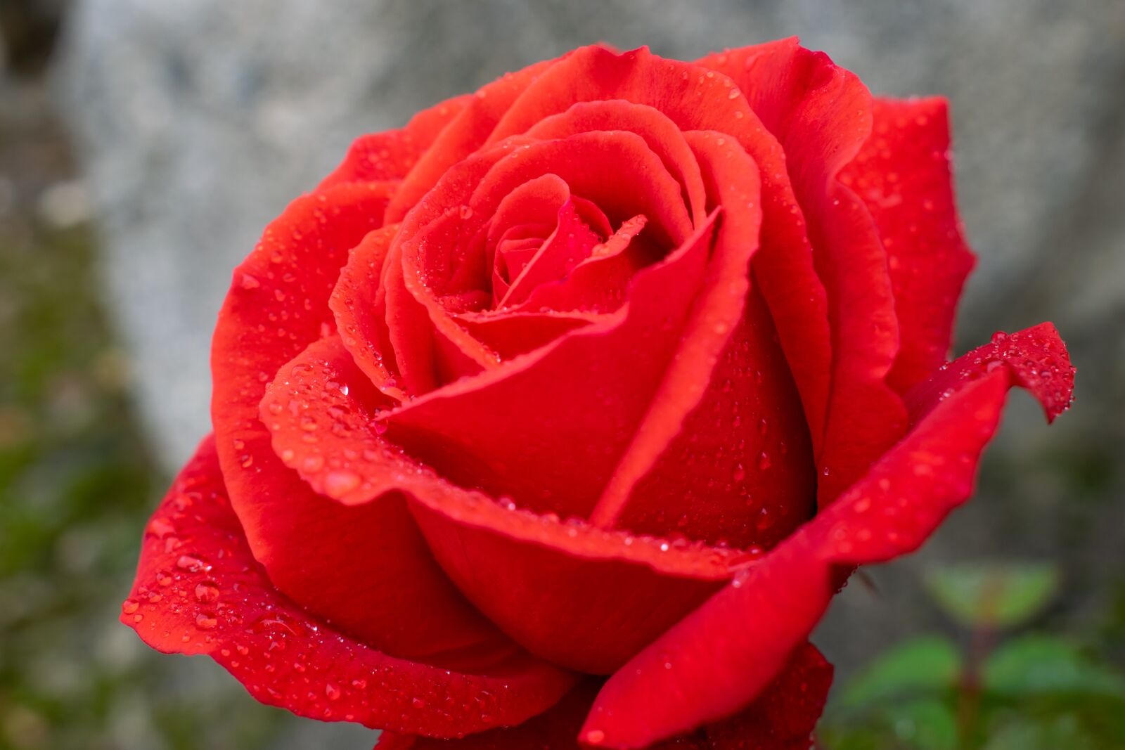Nikon D5300 sample photo. Red rose, raindrop, romantic photography