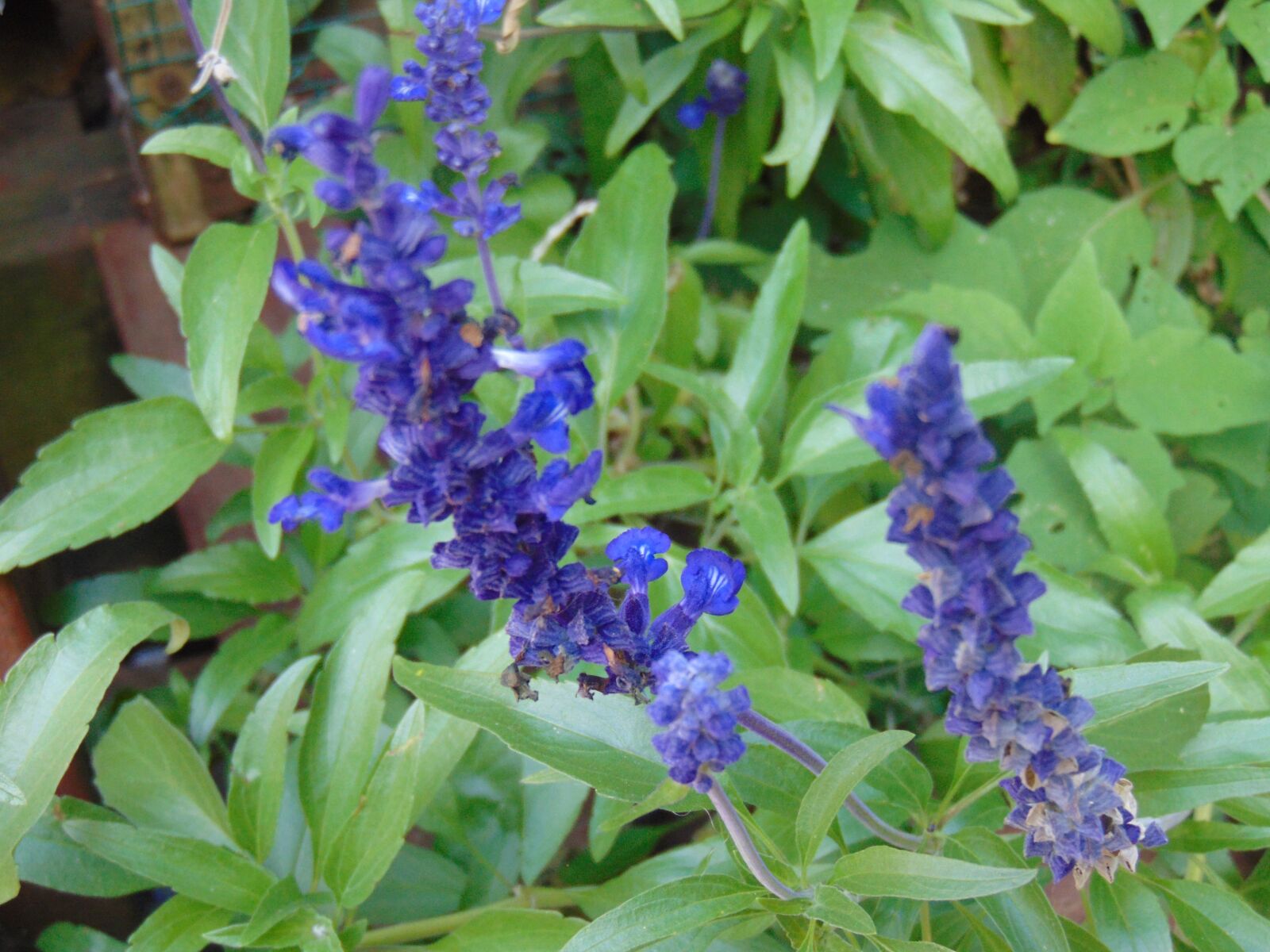 Sony Cyber-shot DSC-H300 sample photo. Purple sage, sage, purple photography