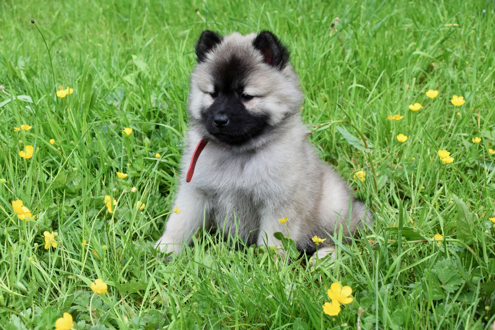 Nikon D5600 sample photo. Dog, puppy, pup photography