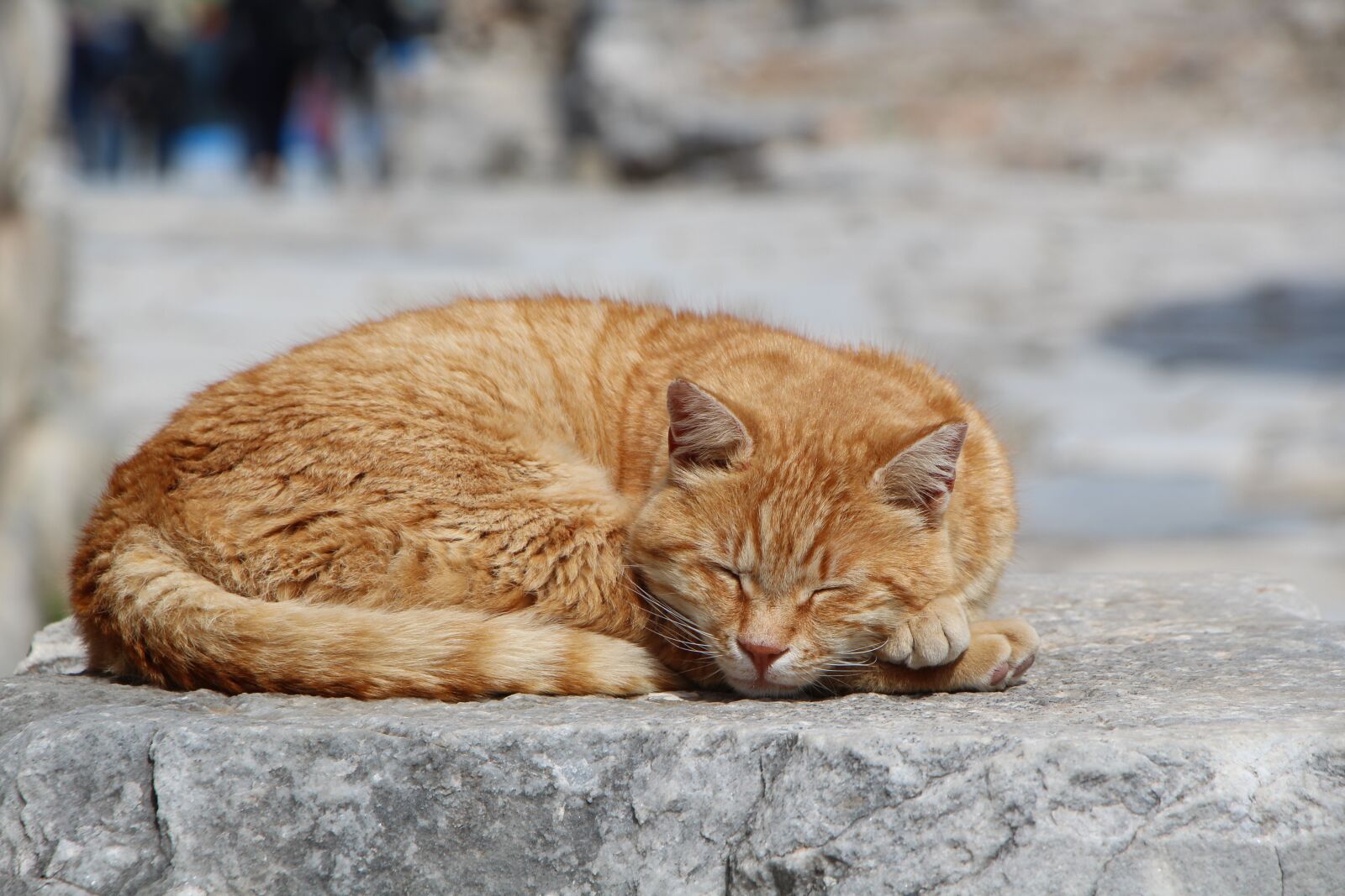 Canon EF-S 18-135mm F3.5-5.6 IS USM sample photo. Cat, nature, animal photography