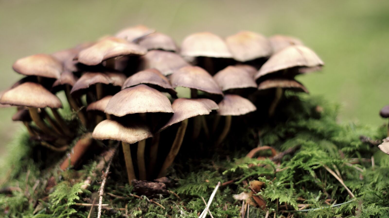 Canon EOS 500D (EOS Rebel T1i / EOS Kiss X3) + Canon EF 50mm F1.8 II sample photo. Mushroom, nature, live photography