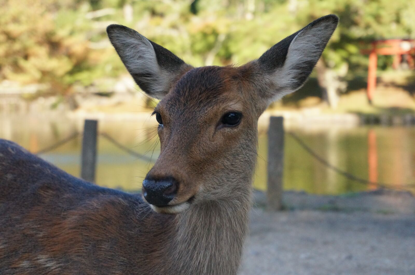 Sony Alpha NEX-5T sample photo. Deer, nara, todaiji photography