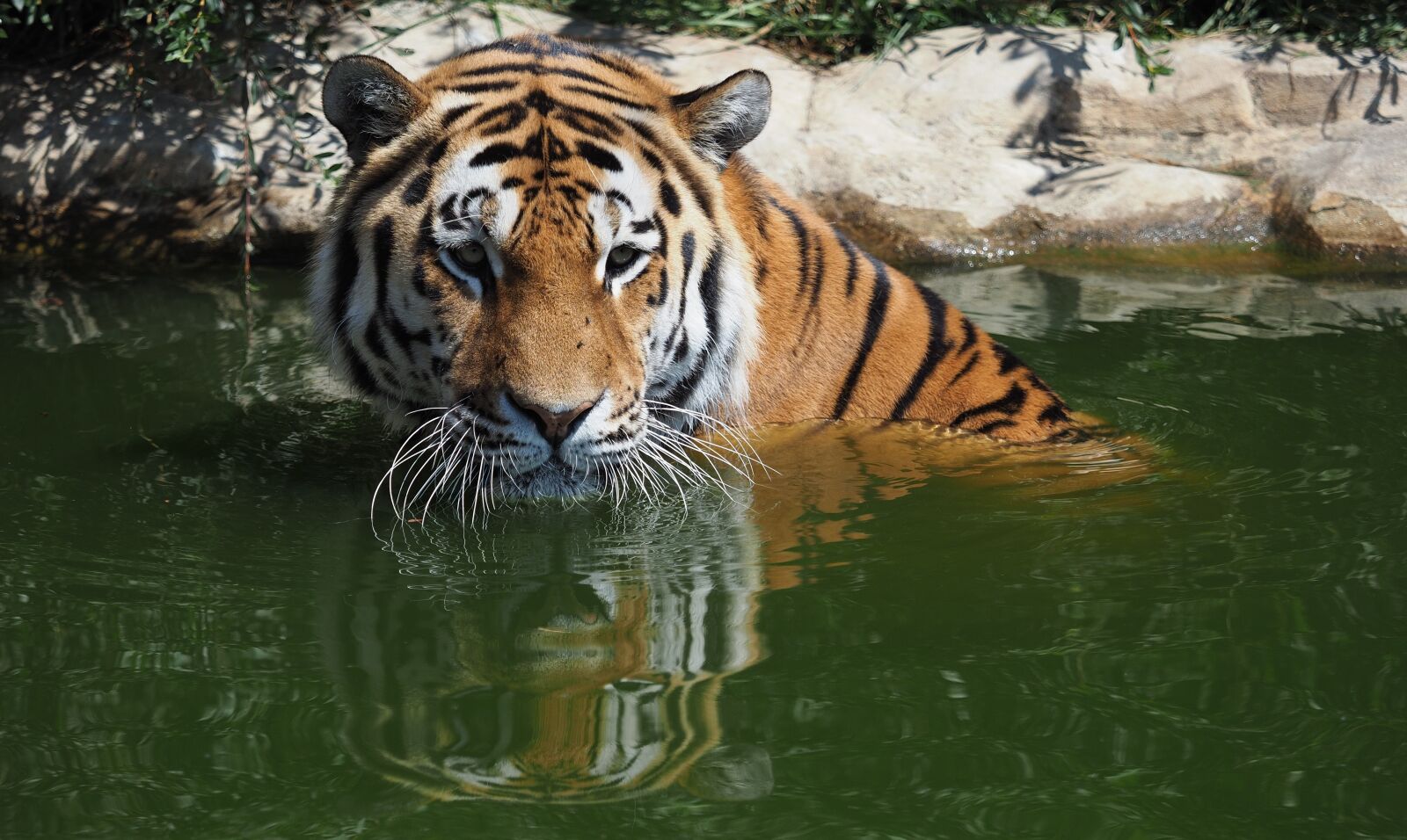 Olympus OM-D E-M1 Mark II + Olympus M.Zuiko Digital ED 40-150mm F2.8 Pro sample photo. Tiger, animal, wild photography