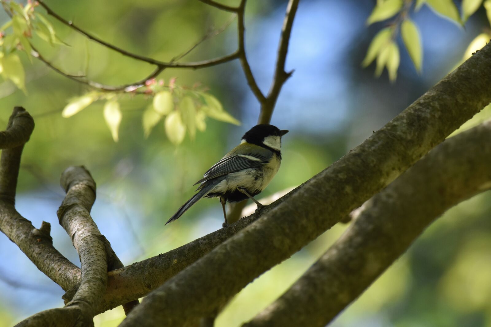 Nikon D7200 sample photo. Animal, forest, wood photography